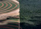União Europeia propõe adiar em 1 ano implementação da lei antidesmatamento após pressão de exportadores agrícolas