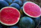 Goiás é o Segundo Maior Produtor de Melancia do Brasil