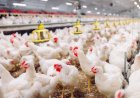 Galinhas mortas em Goiás não estavam com gripe aviária, confirma laudo oficial