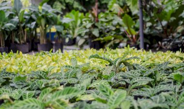 B3 desenvolve primeira placa