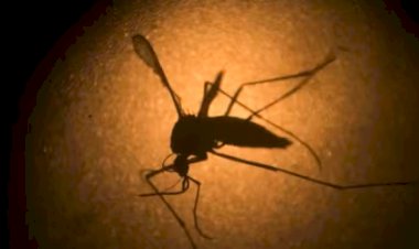 Dengue Tipo 3 Aumenta no Brasil e Liga Alerta para Saúde Pública