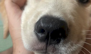 Café com Patinhas: Inovação na Saúde Mental Corporativa