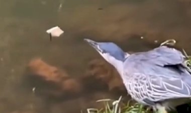 Pássaro é flagrado “pescando” com pão no Bosque dos Buritis, em Goiânia, e vídeo viraliza com mais de 600 mil visualizações
