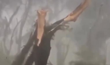 VENTOS DE ATÉ 98 KM/H APÓS CICLONE EXTRATROPICAL DEIXAM RASTRO DE DESTRUIÇÃO EM SÃO PAULO