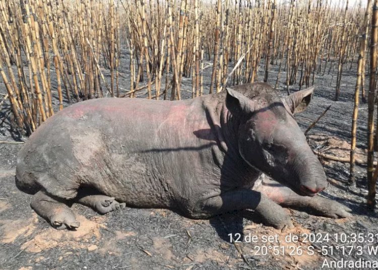 Anta Resgatada de Incêndio em Andradina (SP) Morre Após Sofrer Queimaduras Graves