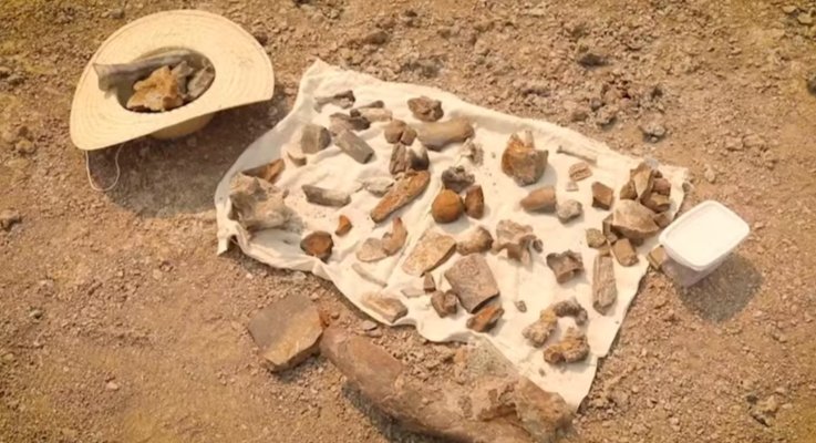 Seca no Norte do Brasil revela fósseis de crocodilo gigante que viveu há mais de 8 milhões de anos