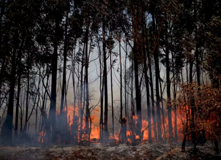 Brasil registra 11 milhões de hectares queimados entre janeiro e agosto de 2024, revela relatório do IPAM
