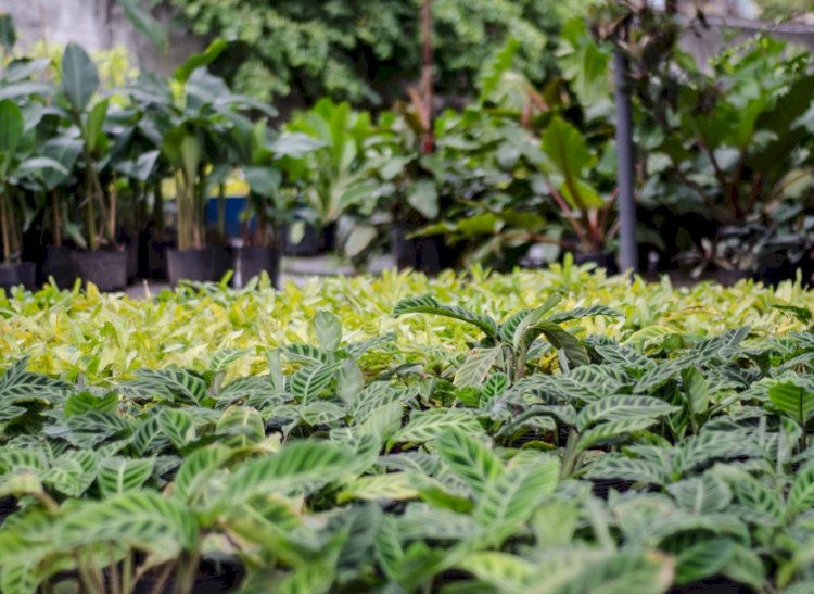 B3 desenvolve primeira placa