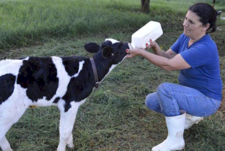 CFMV se posiciona contra PL 3665/2024 de Mourão sobre regulamentação de análises clínicas veterinárias