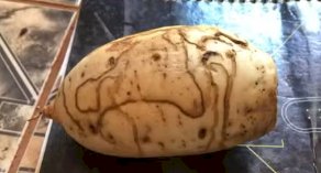 Batata-Doce: Riscos e Manchas Não Significam Que Está Estragada