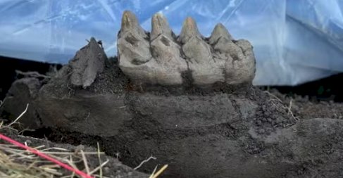 Morador de Nova York descobre mandíbula de mastodonte em seu gramado