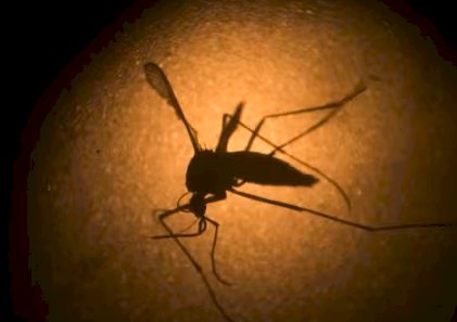 Dengue Tipo 3 Aumenta no Brasil e Liga Alerta para Saúde Pública