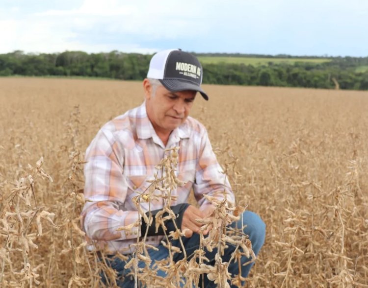 Chuva de granizo causa destruição em lavouras de soja em Rio Verde (GO)