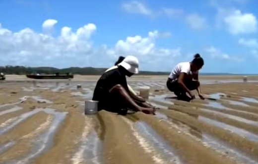 Alerta no Paraíso: 80% dos Corais da Costa dos Corais estão Mortos!