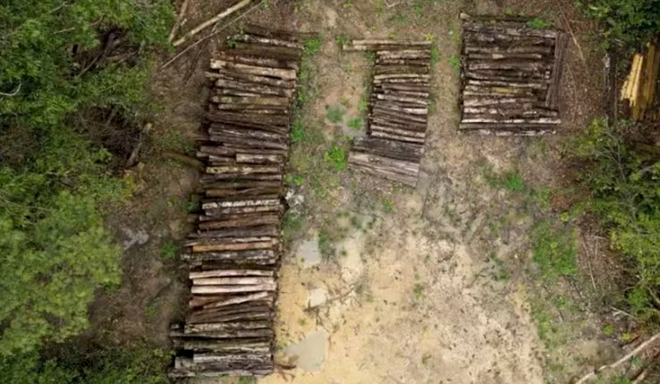 Construção de rodovia na Amazônia para COP30 gera críticas por impacto ambiental