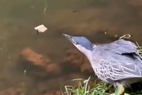 Pássaro é flagrado “pescando” com pão no Bosque dos Buritis, em Goiânia, e vídeo viraliza com mais de 600 mil visualizações