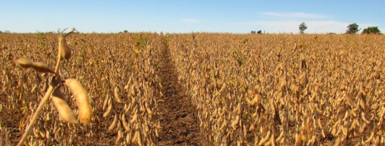 MPF pede arquivamento de inquérito sobre venda de agrotóxicos ilegais em Goiás