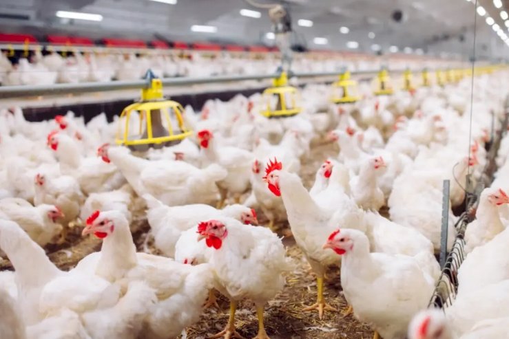 Galinhas mortas em Goiás não estavam com gripe aviária, confirma laudo oficial