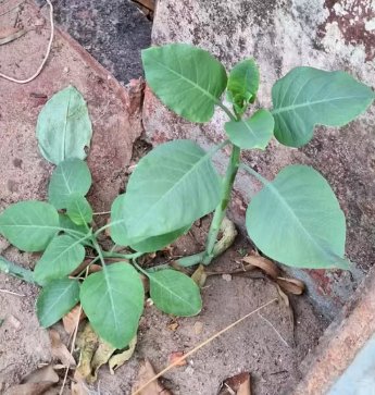 MULHER MORRE APÓS COMER “FALSA COUVE” EM ALMOÇO DE FAMÍLIA EM MINAS GERAIS